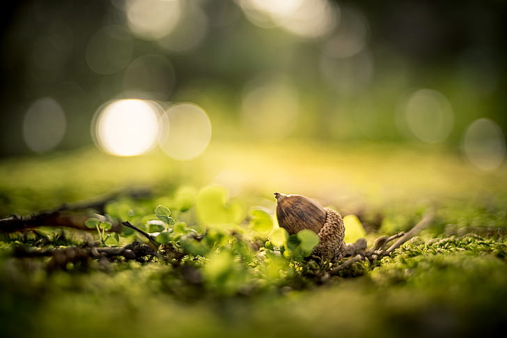 macro wallpaper
