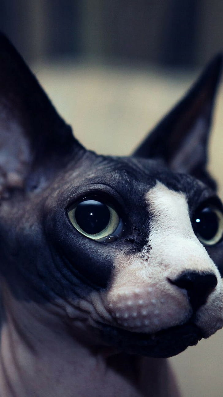 Sphynx Cat, Full , Subtle elegance, Captivating charm phone wallpaper