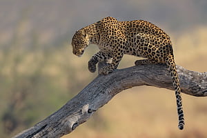 Leopard , Captivating , Majestic creature, Intriguing pattern wallpaper