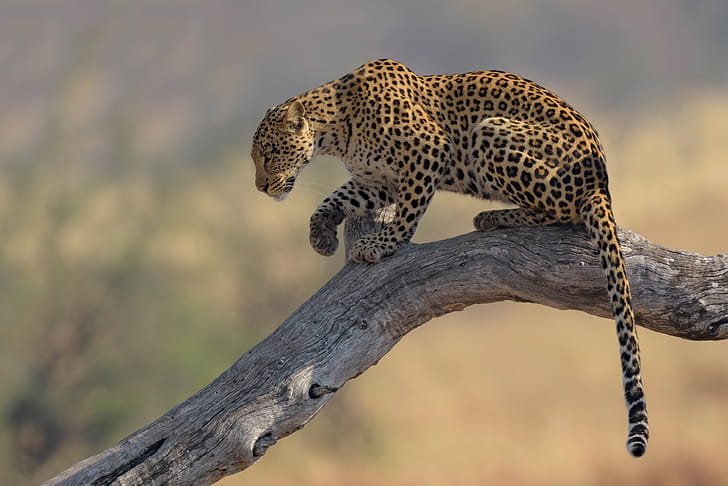 Leopard , Captivating , Majestic creature, Intriguing pattern wallpaper