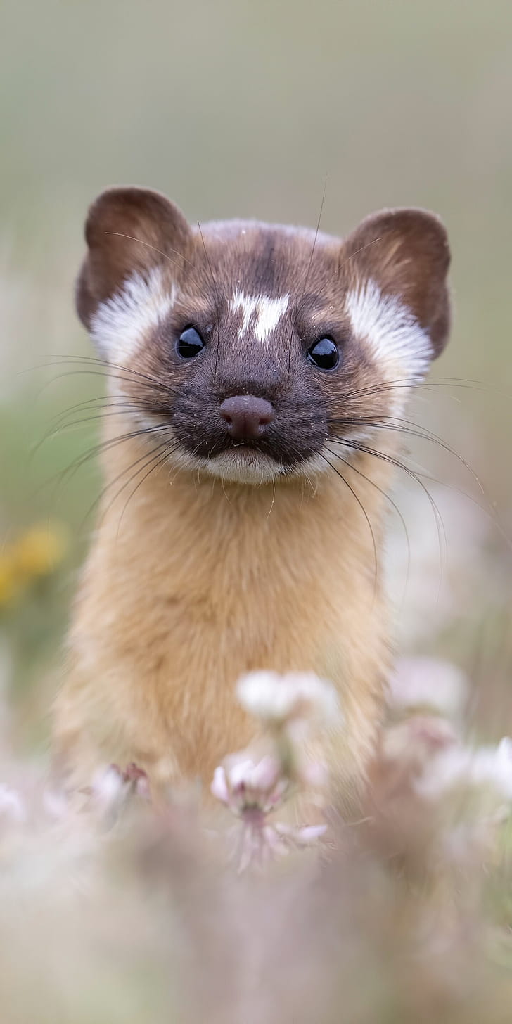 Marten, Ferrets phone wallpaper