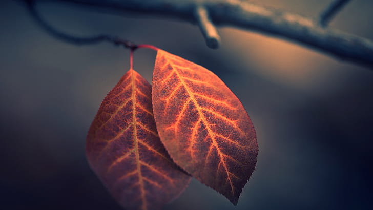 Macro Leaf graphy, macro, leaf, graphy wallpaper