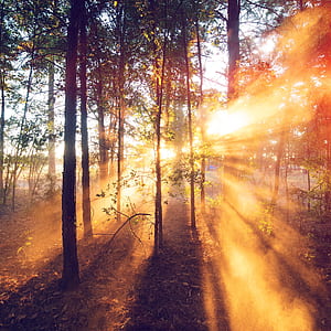 Forest, Sunrises phone wallpaper
