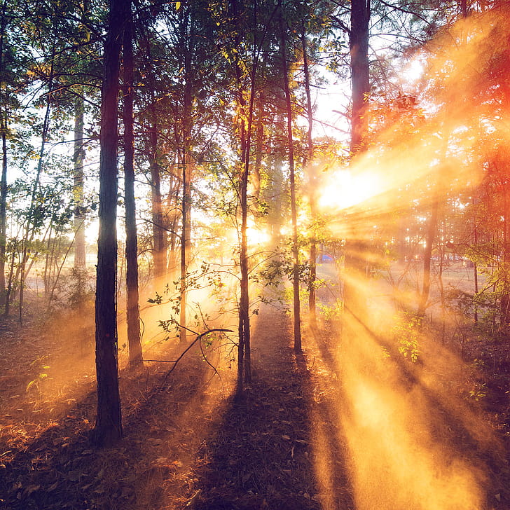 Forest, Sunrises phone wallpaper