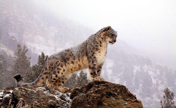 Snow Leopard, 360 wallpaper
