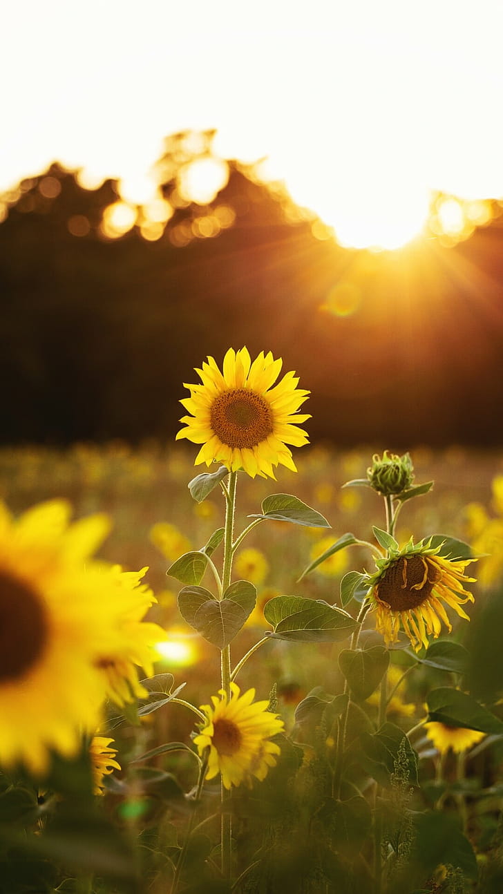 sunflower , phone wallpaper