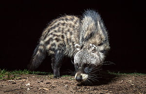 Civet  , Stunning visuals wallpaper