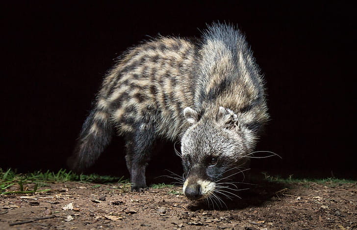 Civet  , Stunning visuals wallpaper
