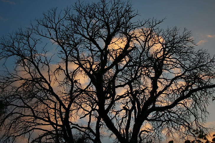 Trees,  , Tree wallpaper