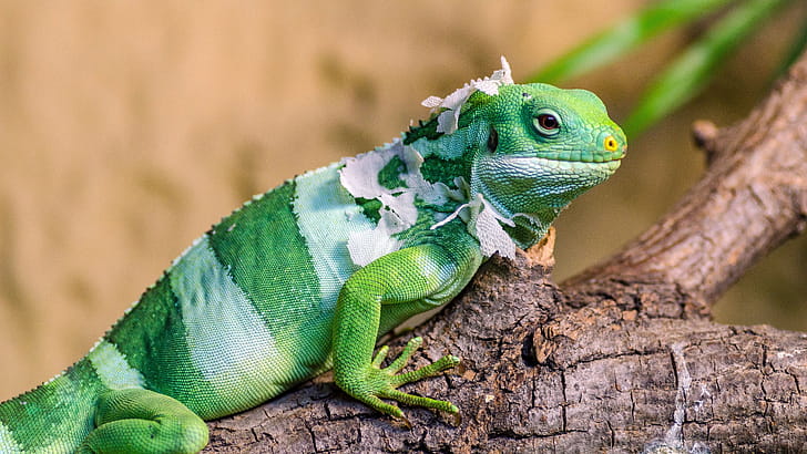 Lizard crawling creature closeup wallpaper
