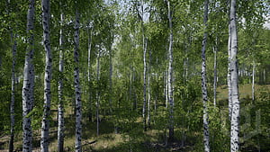 Birch Tree, Trees, Props, UE wallpaper
