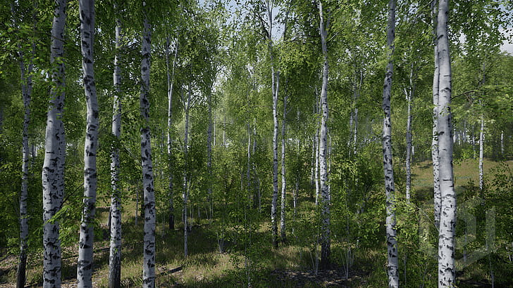 Birch Tree, Trees, Props, UE wallpaper