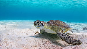 turtle , Background , Sea turtle wallpaper