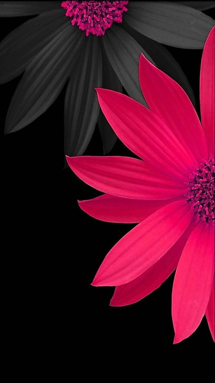 daisy, artistic, flower phone wallpaper