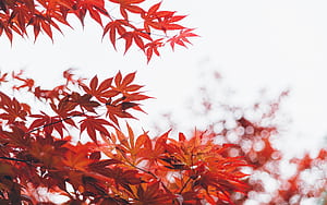 Orange Leaf Tree , leaf, trees wallpaper