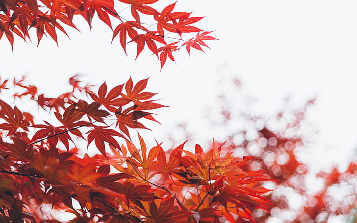 Orange Leaf Tree , leaf, trees wallpaper