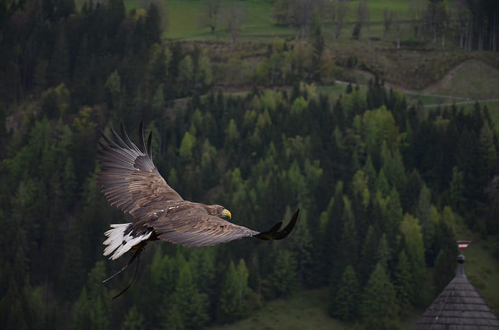 Hawk Flight, hawk, birds, predator, eagle wallpaper