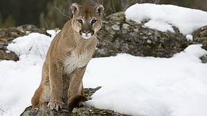 Cougar,  , , Stunning visuals wallpaper
