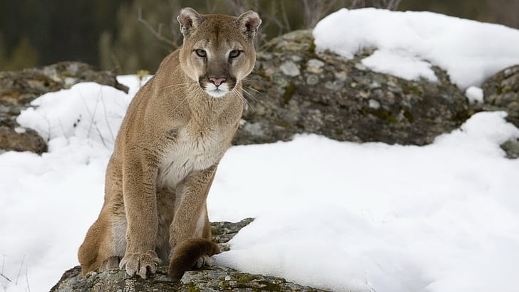 Cougar,  , , Stunning visuals wallpaper