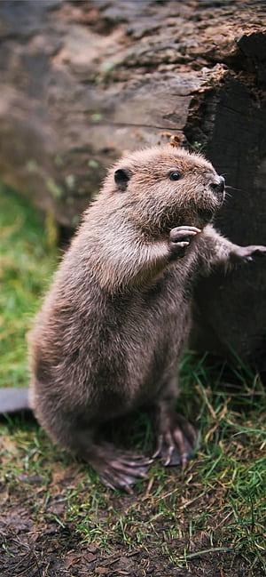 Beaver, iPhone, , phone wallpaper