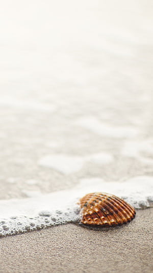 Shell , Backgrounds, , phone wallpaper