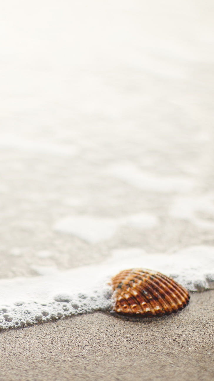 Shell , Backgrounds, , phone wallpaper