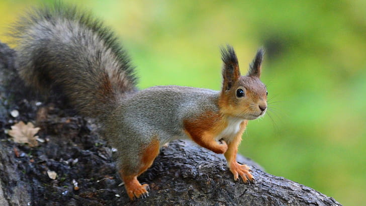 Central Russian red squirrel, Squirrels wallpaper