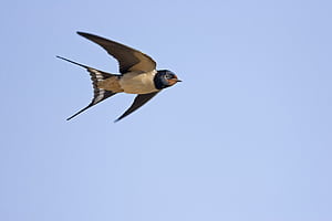 Flight, Swallow wallpaper