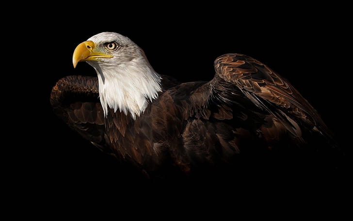 Bald Eagle, Beautiful background, -perfect, Captivating visuals wallpaper