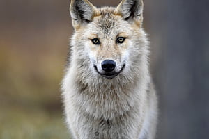 Gray Wolf, , Background wallpaper