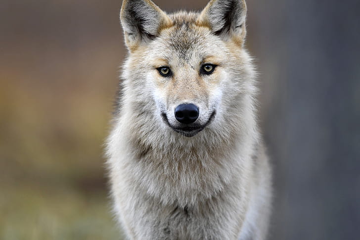 Gray Wolf, , Background wallpaper