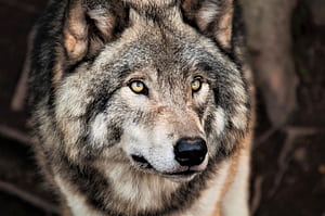Gray Wolf, Grey wolf , Hintergrnde wallpaper