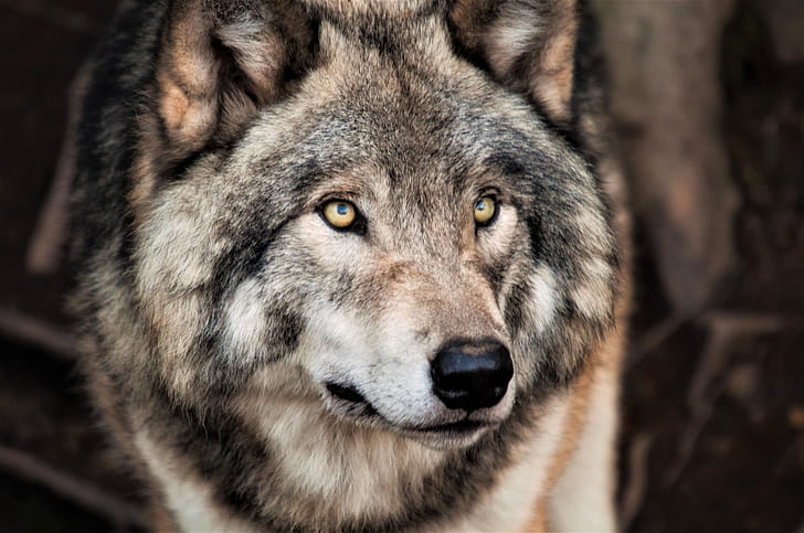 Gray Wolf, Grey wolf , Hintergrnde wallpaper
