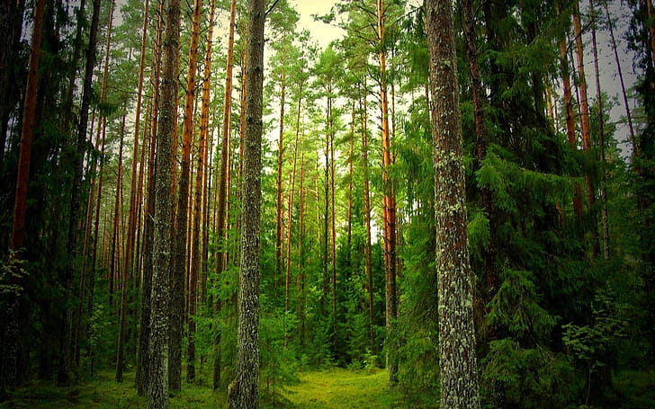 Pine Tree, wallpaper