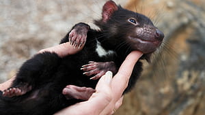 Tasmanian Devil , High-quality Devil ,   , Devil-themed backgrounds wallpaper