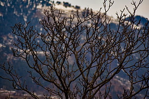Old Tree wallpaper