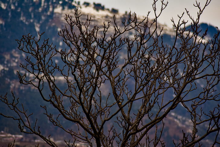 Old Tree wallpaper