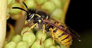 Pollen, Wasp wallpaper