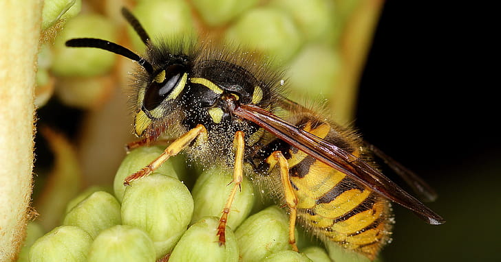 Pollen, Wasp wallpaper