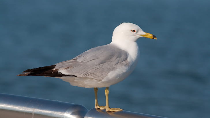 Seagull, , Widescreen, Resolution wallpaper