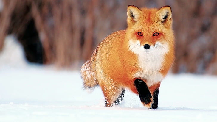 Red Fox, Foxes wallpaper