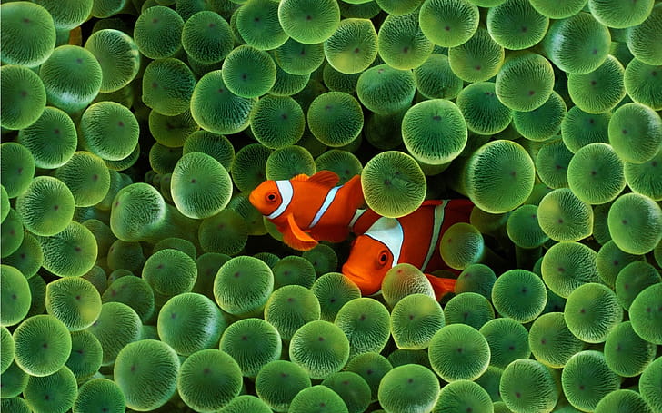 Clownfish, , wallpaper
