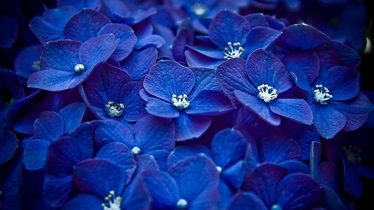 Macrophylla, Hydrangea wallpaper