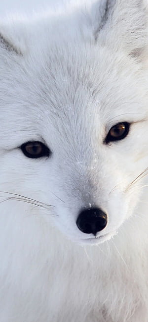Arctic Fox, Android iPhone phone wallpaper