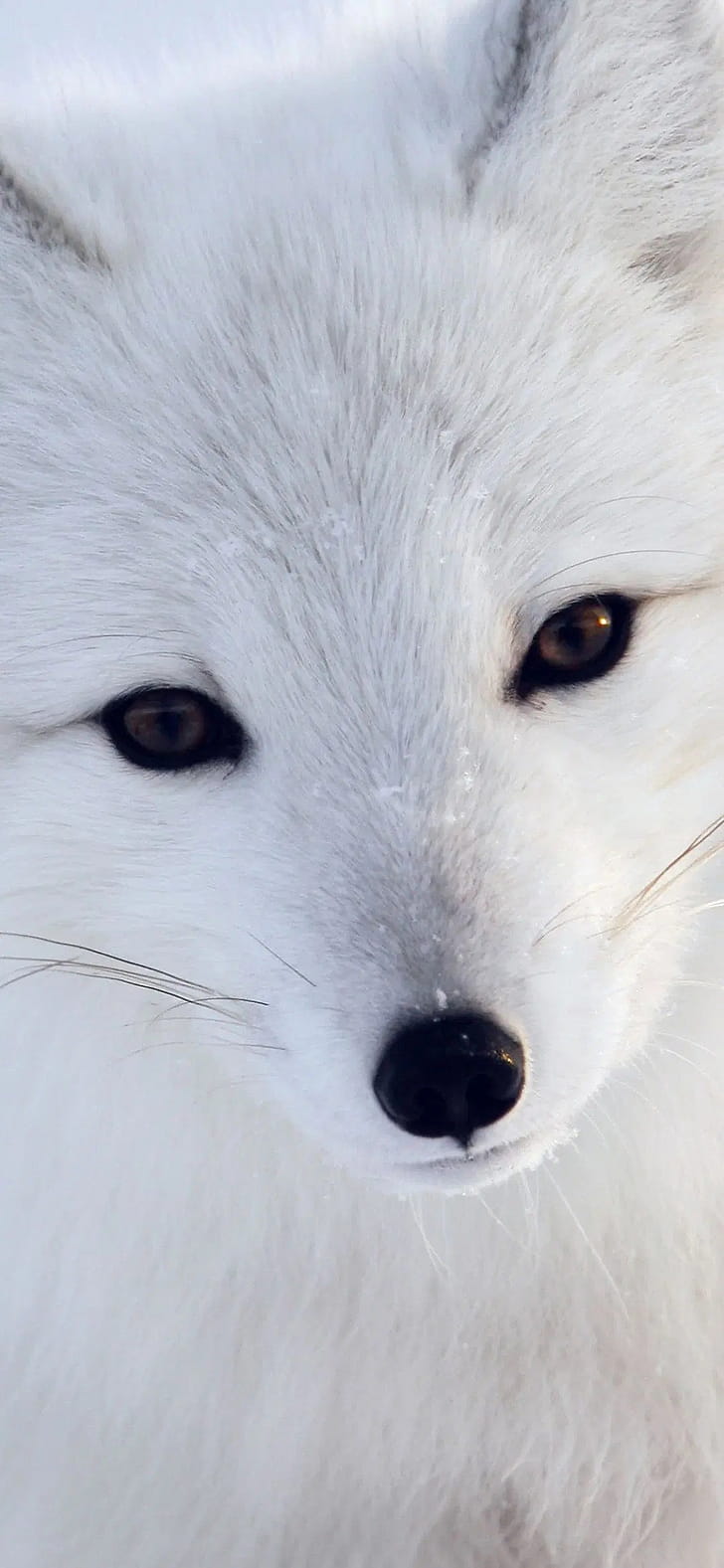 Arctic Fox, Android iPhone phone wallpaper