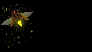 Artwork, Firefly (Insect) wallpaper