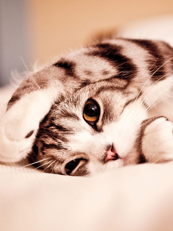 Brown kitten ,  backgrounds phone wallpaper