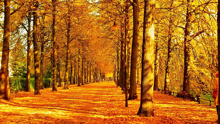 Tree,  , Fall, Forest, Path wallpaper