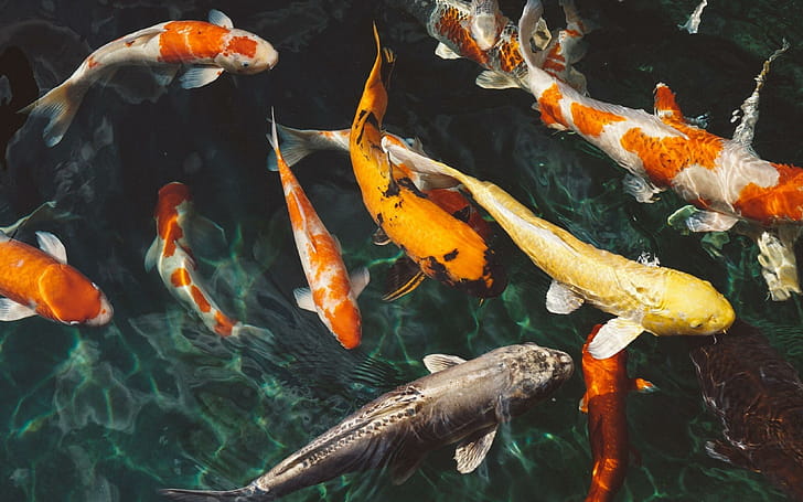 Koi, Fish wallpaper
