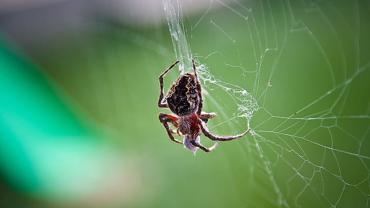 Spider web artistry, Technological marvels explored, Dark  magic, Intriguing visuals wallpaper